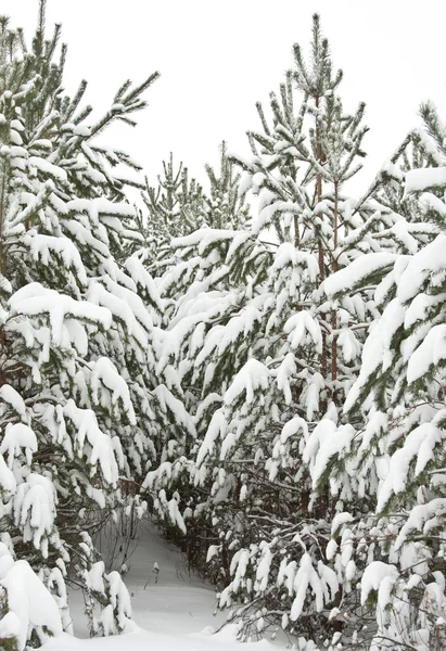 Фирмы, покрытые снегом — стоковое фото