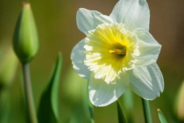 Narcis — Stock fotografie