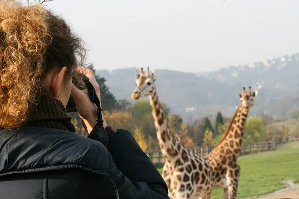 Woman shooting group of giraffes — Stock Photo, Image