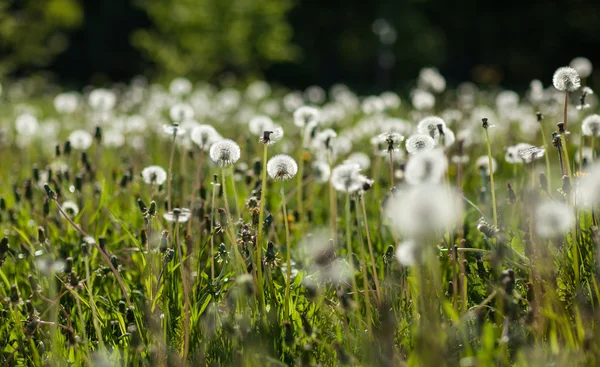 Dandelions — Stock Photo, Image