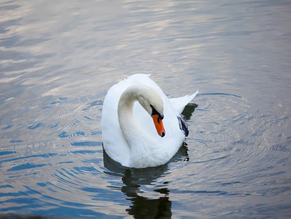 Witte zwaan op water — Stockfoto