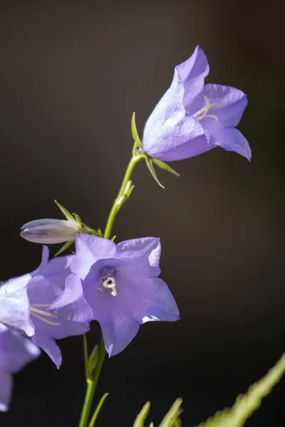 蓝铃花 (风铃) — 图库照片