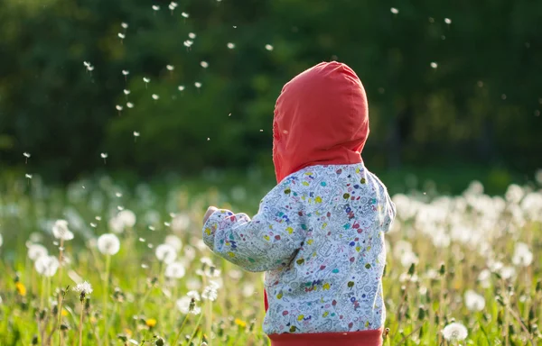 Bambino divertente con dente di leone bianco — Foto Stock