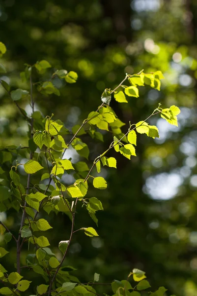 나뭇잎이 달린 가지 — 스톡 사진