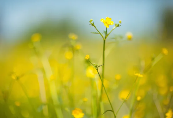 Buttercup flowers — Stock Photo, Image