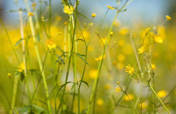 Buttercup flowers