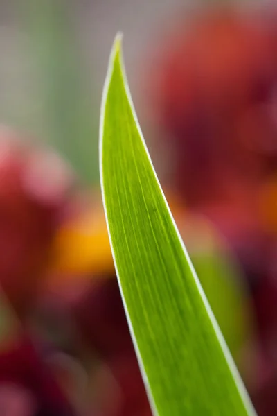 Green plant — Stock Photo, Image