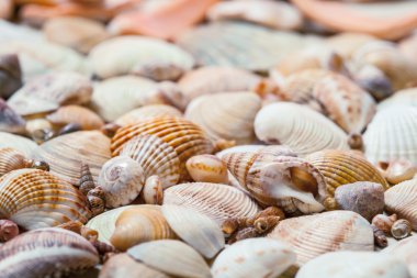 deniz kabuklarını arka plan