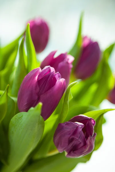 Ramo de hermosos tulipanes morados —  Fotos de Stock