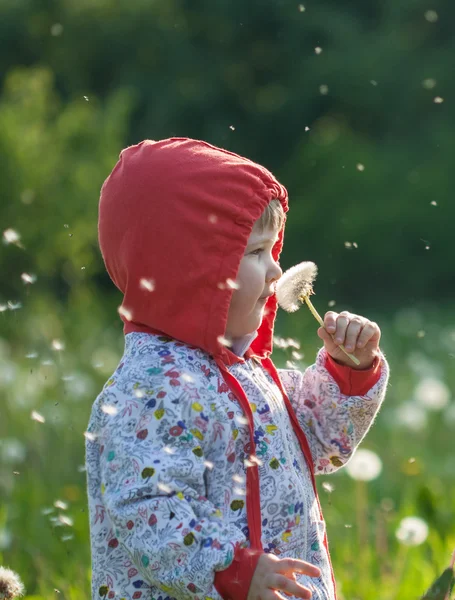 Маленька дитина ходить серед білих кульбаб — стокове фото