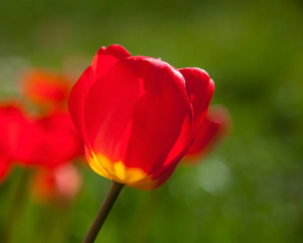 Крупный план красивых красных тюльпанов — стоковое фото