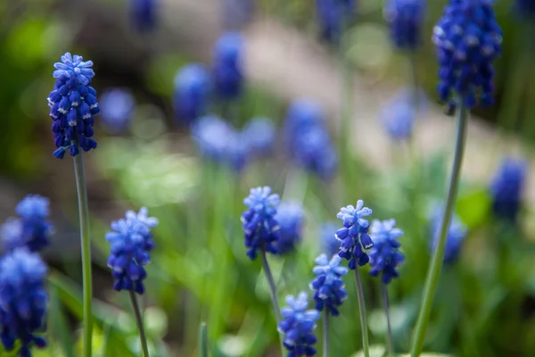 Blue flowers — Stock Photo, Image