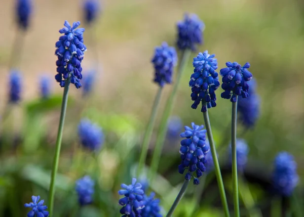 Blue flowers — Stock Photo, Image