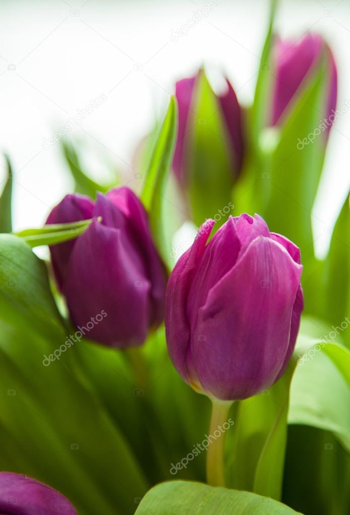 Bouquet of beautiful tulips