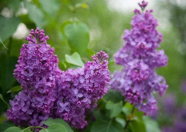 Mor leylak (Syringa)