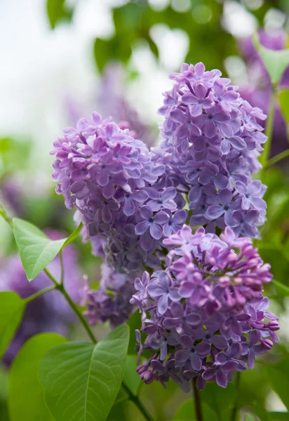 Purple lilac (Syringa) — Stock Photo, Image