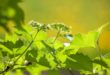 çiçek açması arrowwood bush