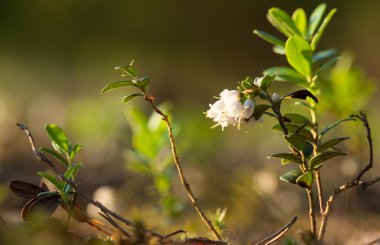 Çiçek açması Fuska (Vaccinium vitisidaea)
