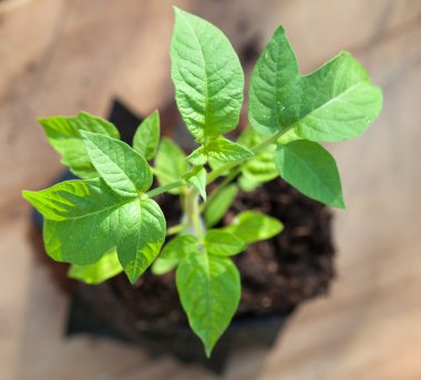 Yeşil domates bitki