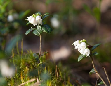 Çiçek açması Fuska (Vaccinium vitisidaea)