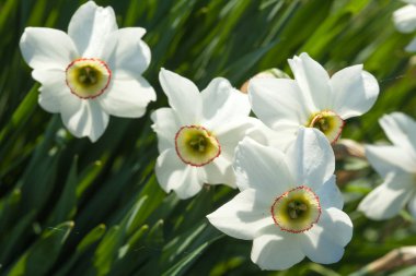 Narcissuses