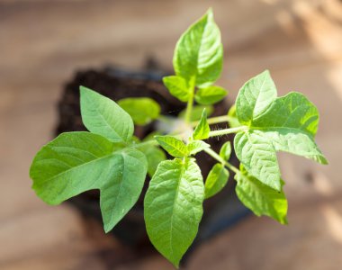 Yeşil domates bitki