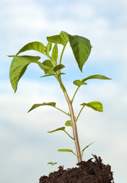 Plantă de roșii verzi — Fotografie, imagine de stoc