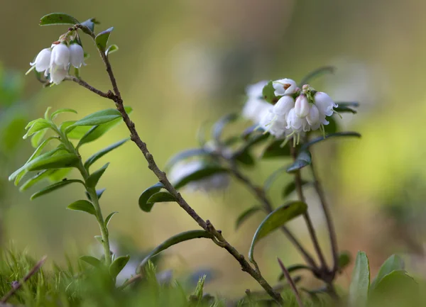 Ягоды брусники (Vaccinium vitisidaea) ) — стоковое фото