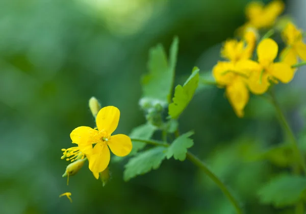 Blüten des Chelidoniums — Stockfoto
