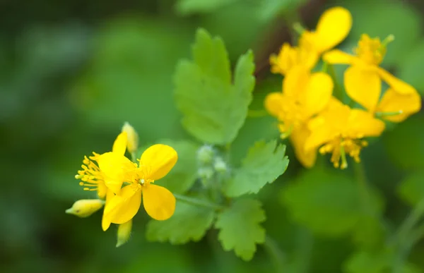 Flowers of Chelidonium — Stock Photo, Image