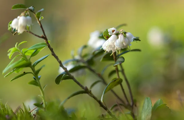 꽃이 만발한 cowberry (Vaccinium vitisidaea) — 스톡 사진