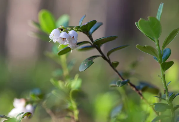 Ягоды брусники (Vaccinium vitisidaea) ) — стоковое фото