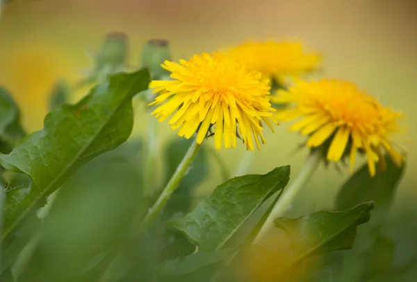 Sarı Yaz dandelions — Stok fotoğraf