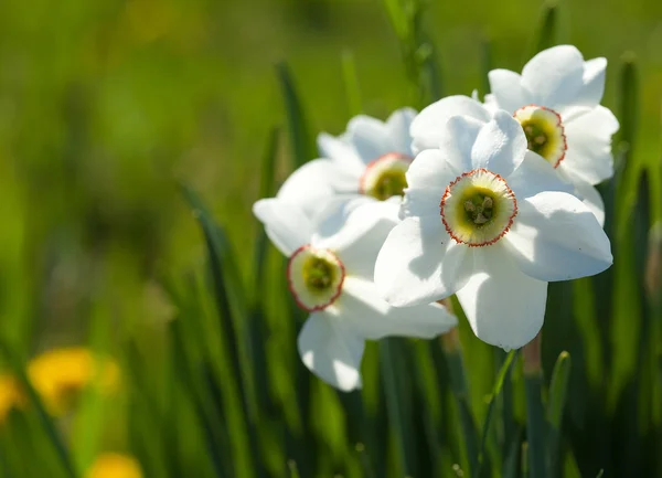 Narcissusesna — Stockfoto