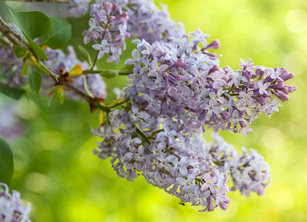 Pink Lilac flowers — Stock Photo, Image