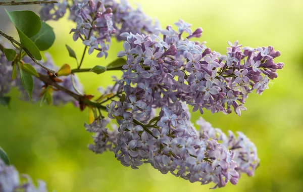 Pink Lilac flowers — Stock Photo, Image