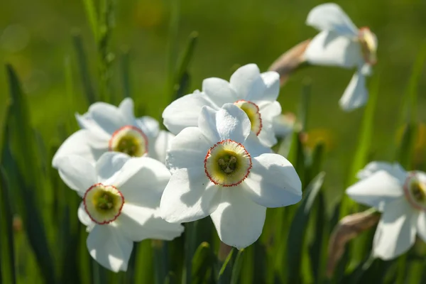 Narzissen — Stockfoto