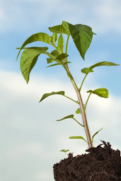 Grüne Tomatenpflanze — Stockfoto