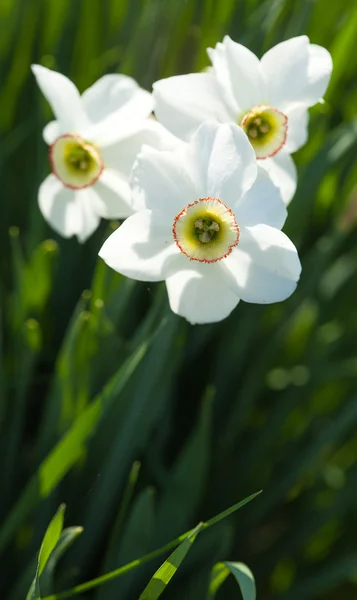 Narcisos —  Fotos de Stock