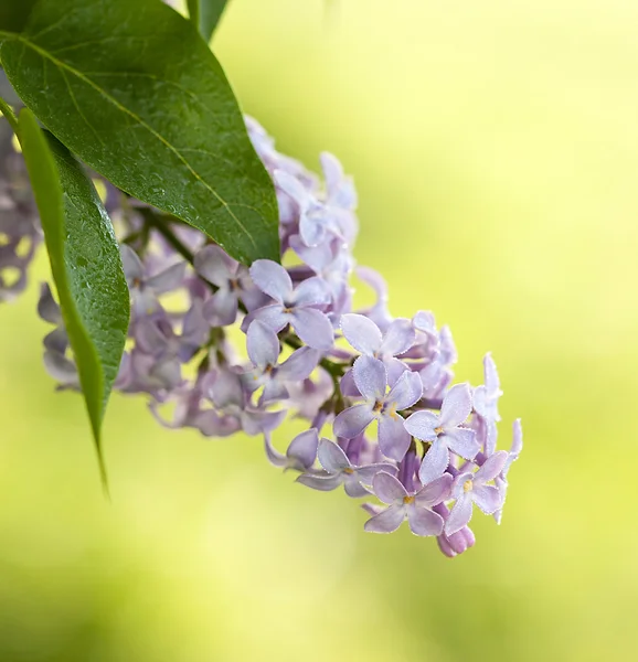 粉色的淡紫色花 — 图库照片