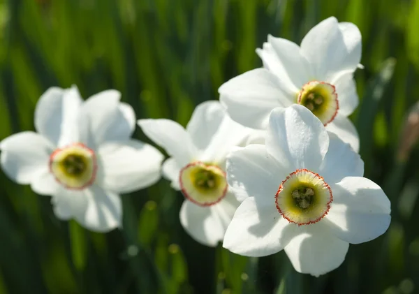 Narcissusesna — Stockfoto