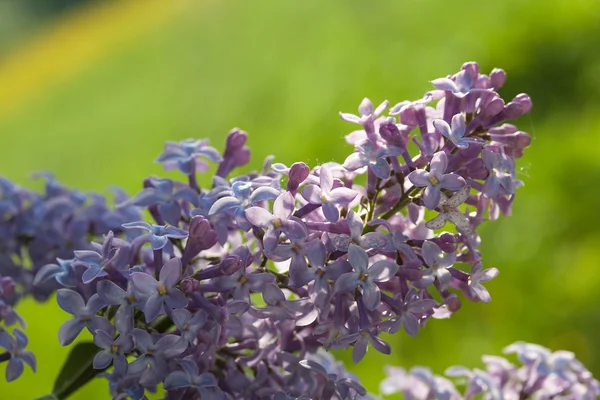 Pink Lilac flowers — Stock Photo, Image