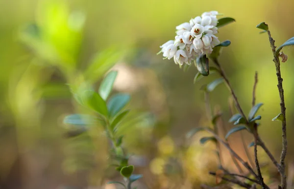 Blossoming cowberry (Vaccinium vitisidaea) — Stock Photo, Image