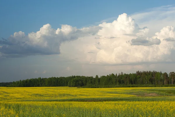 Yellow rape field — Stock Photo, Image