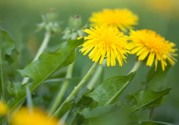 黄色の夏のタンポポ — ストック写真