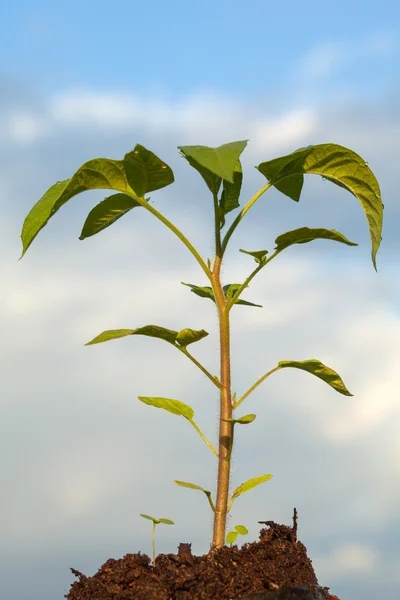 绿色番茄植株 — 图库照片