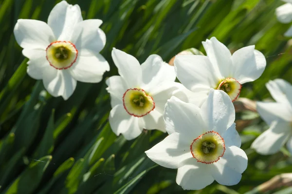 Narcissuses — Stock fotografie