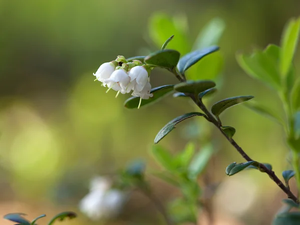 Blossoming cowberry (Vaccinium vitisidaea) — Stock Photo, Image