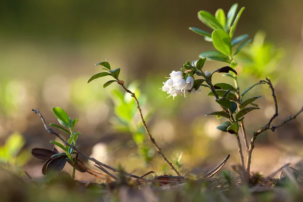 Çiçek açması Fuska (Vaccinium vitisidaea) — Stok fotoğraf