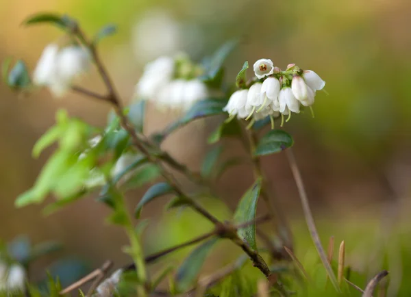 Bayas en flor (Vaccinium vitisidaea ) —  Fotos de Stock